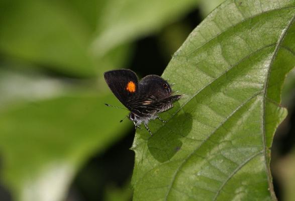Neurellipes kampala kampala male UPS